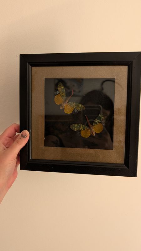 Real framed Lanternfly