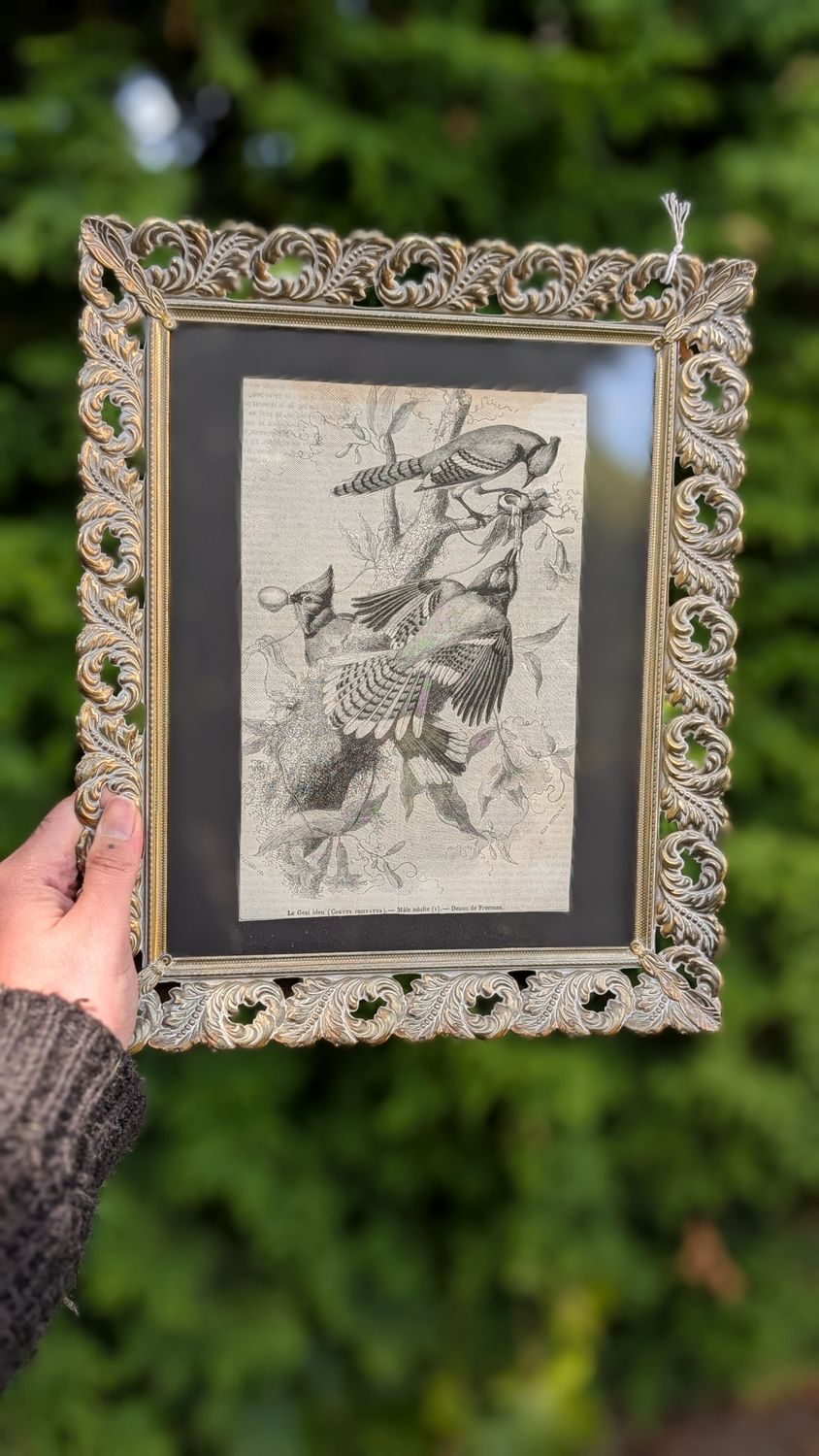 Blue jay antique french victorian litho print botanical