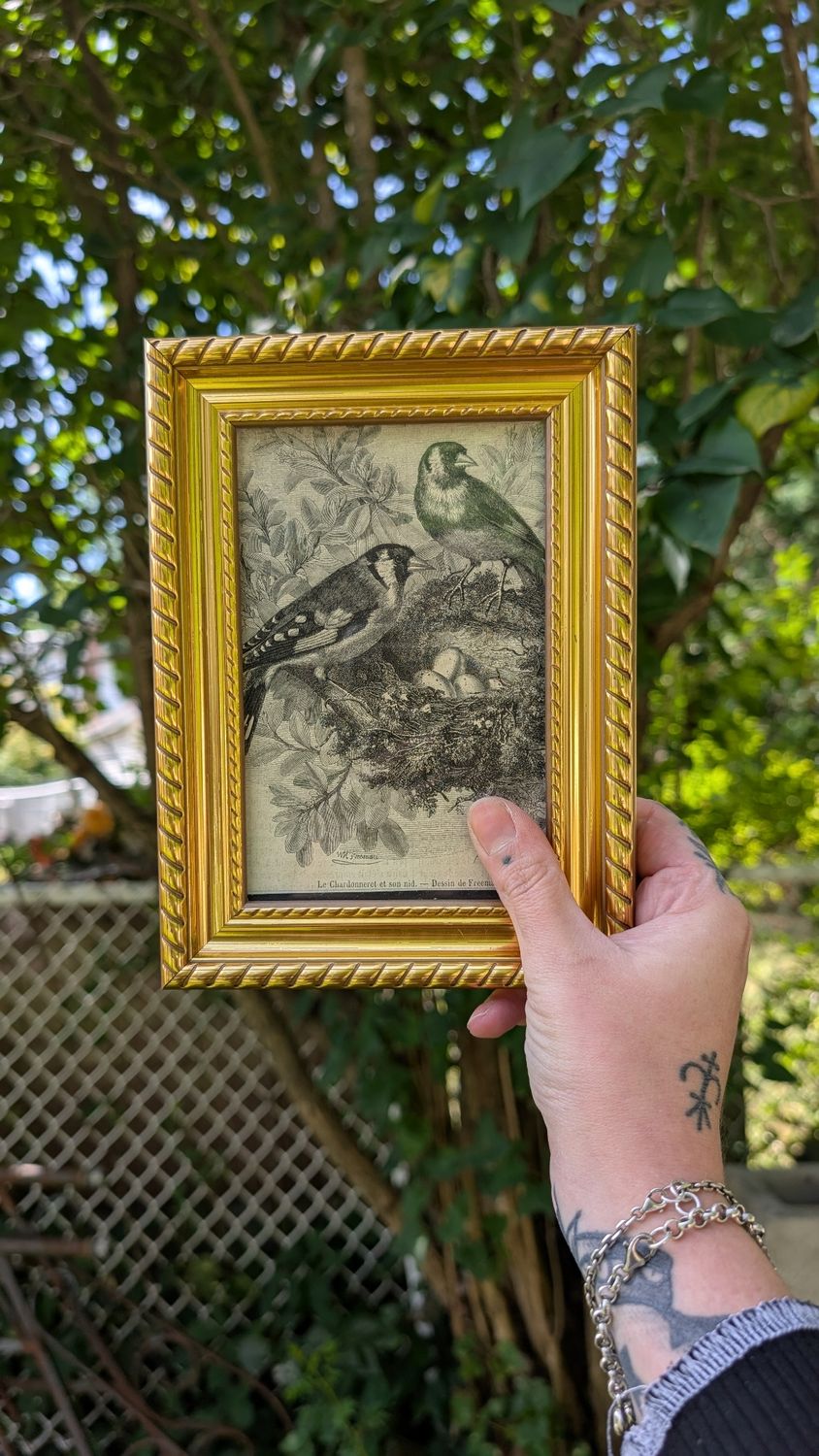 Antique french litho print victorian chardonnet and nest