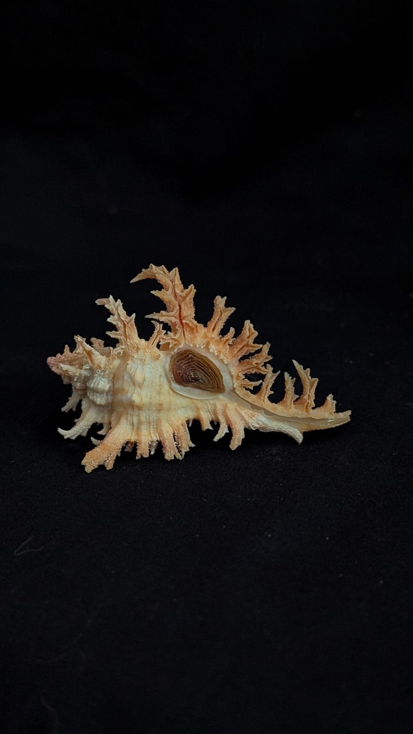 Victorian shell specimen - chicoreus asianus