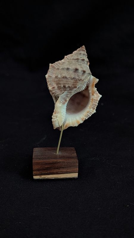 Victorian shell specimen - bufonaria