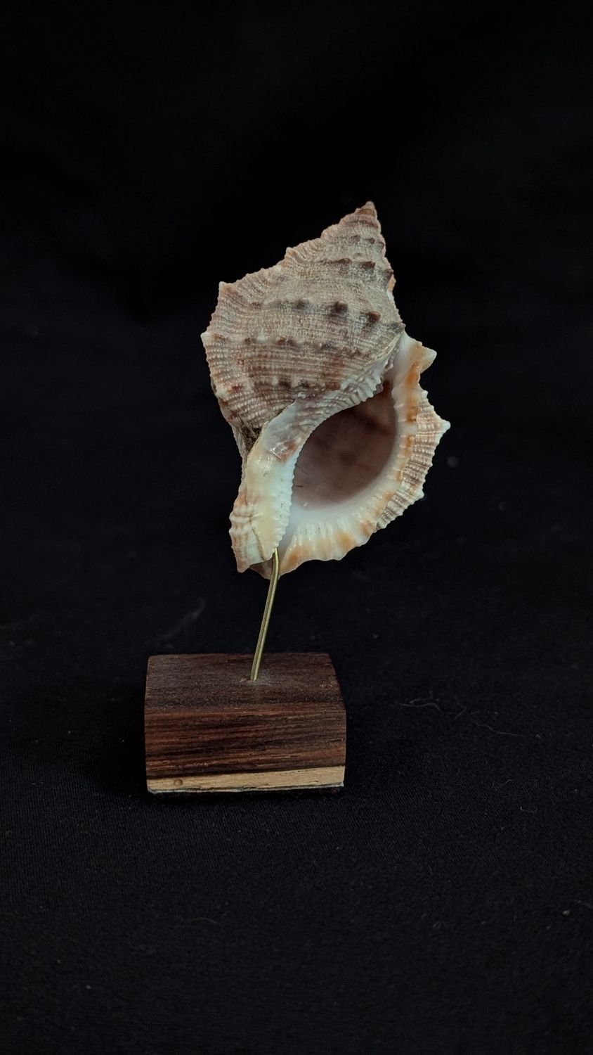 Victorian shell specimen - bufonaria
