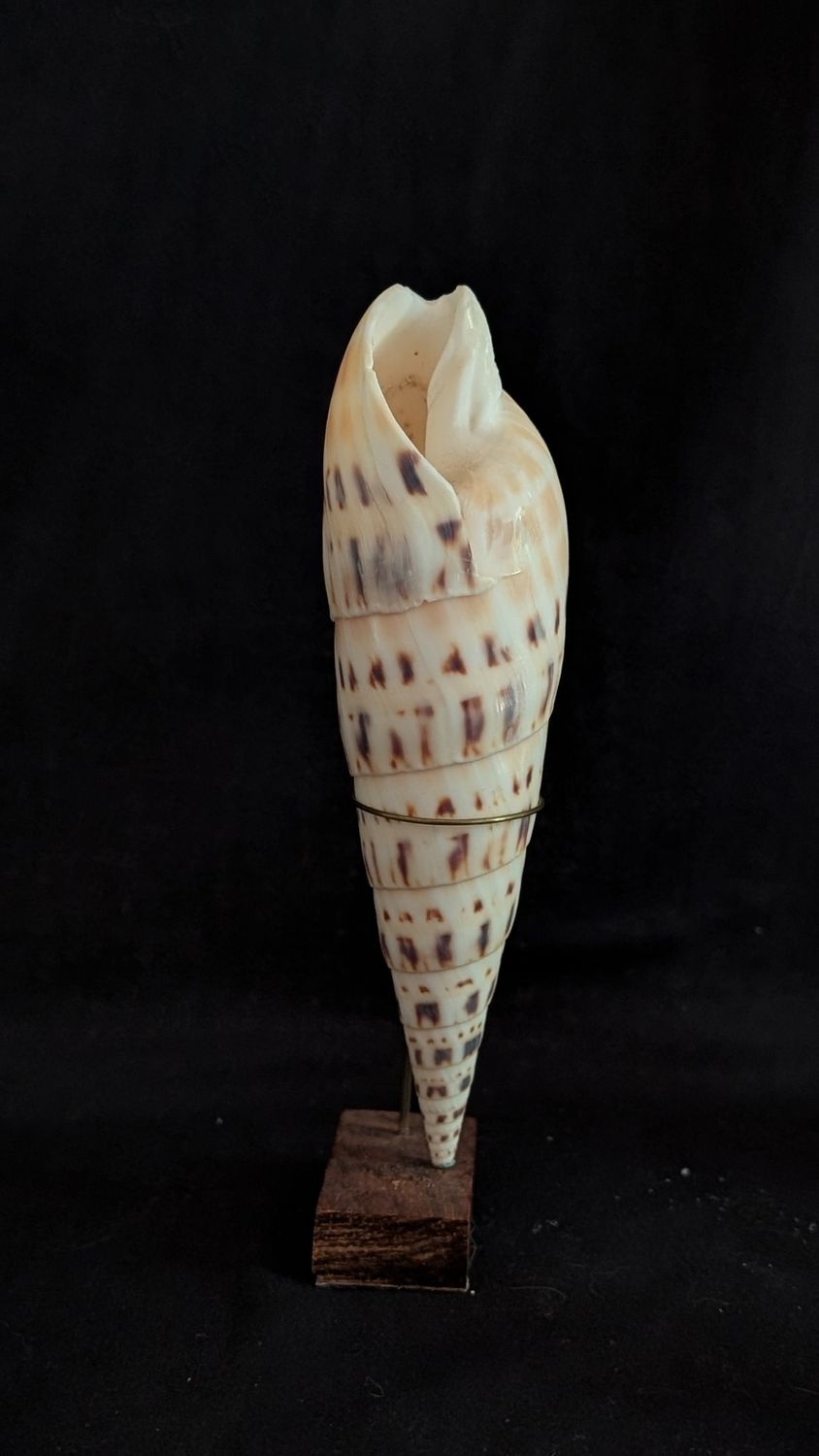 Victorian shell specimen - oxymeris maculata