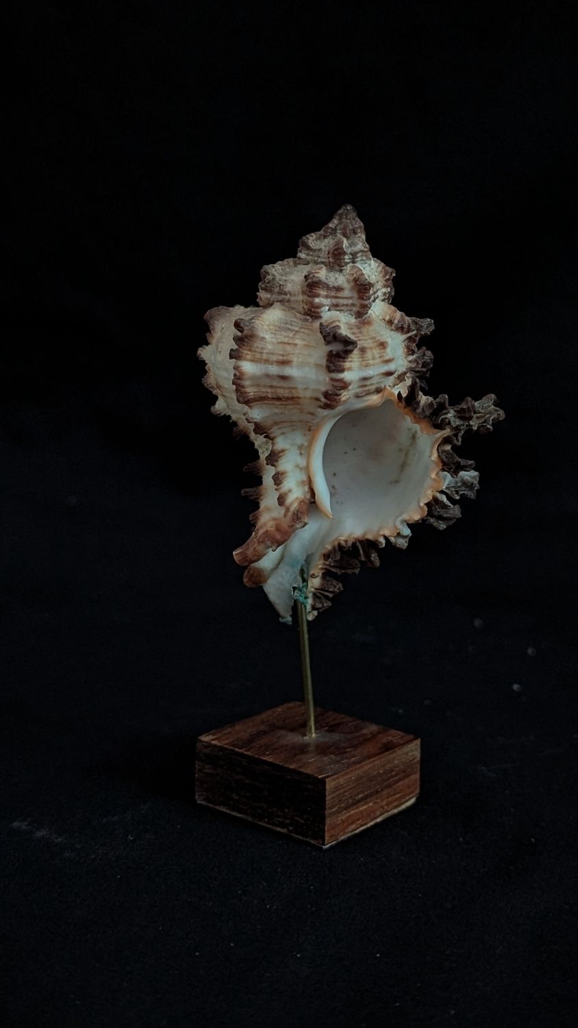 Victorian shell specimen - chicoreus