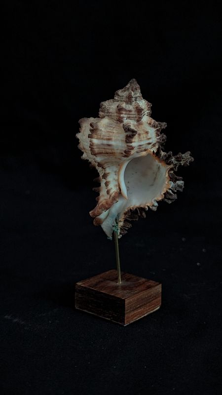 Victorian shell specimen - chicoreus