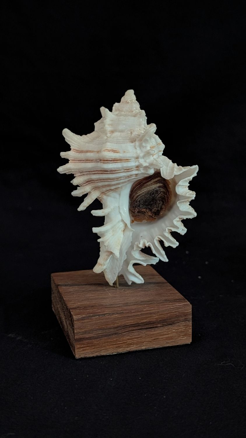 Victorian shell specimen - chicoreus