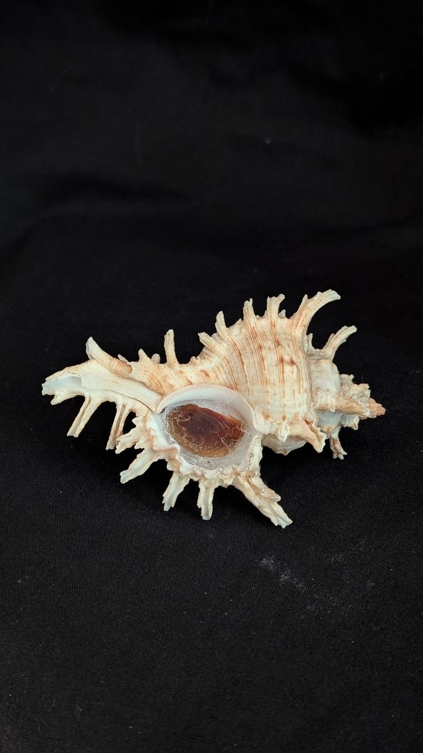 Victorian shell specimen - Chicoreus
