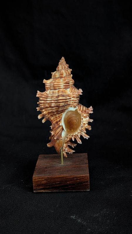 Victorian shell specimen - Chicoreus torrefactus