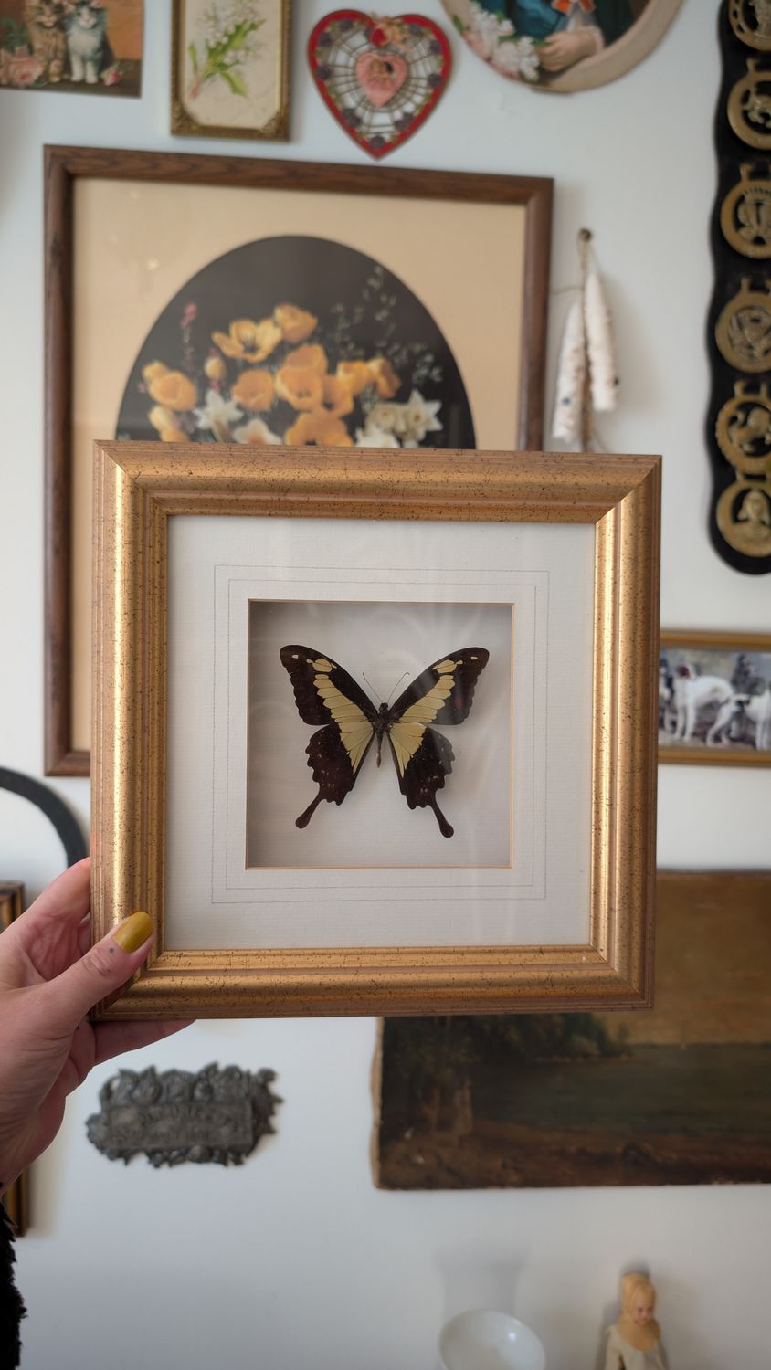 Papilio phorcas