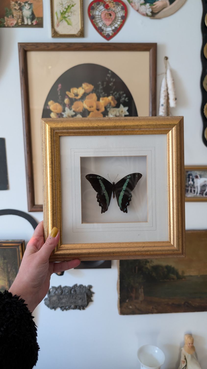 Papilio nireus - car