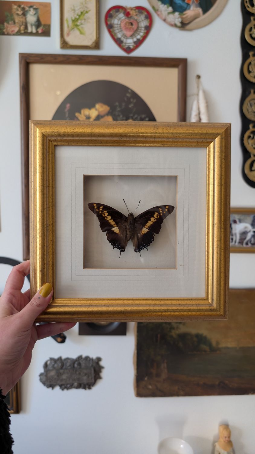 Charaxes castor