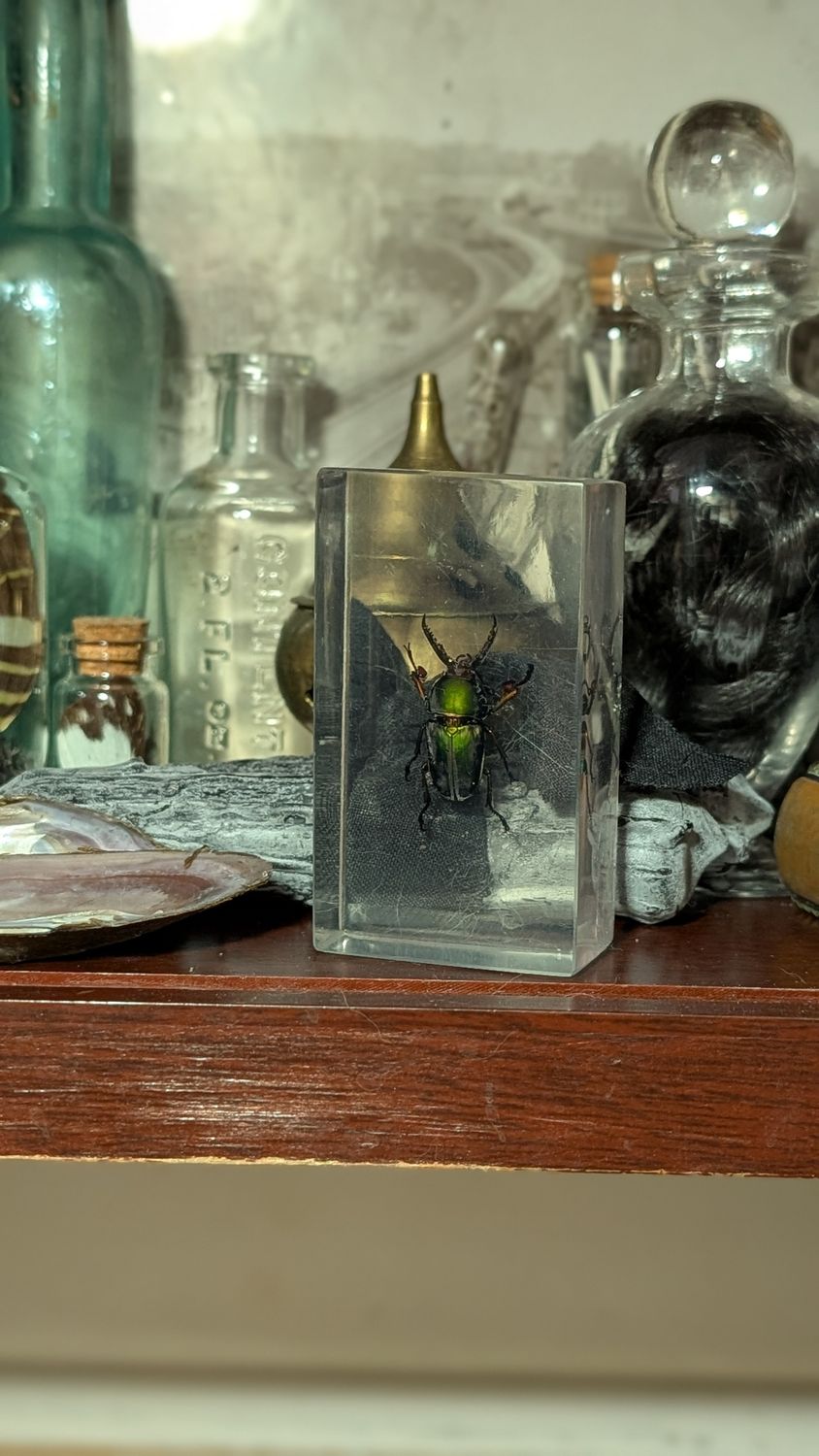 Lamprima adolphinae beetle in resin