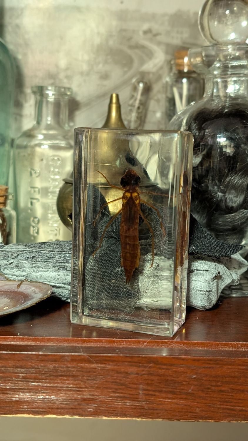 Firefly larvae in resin