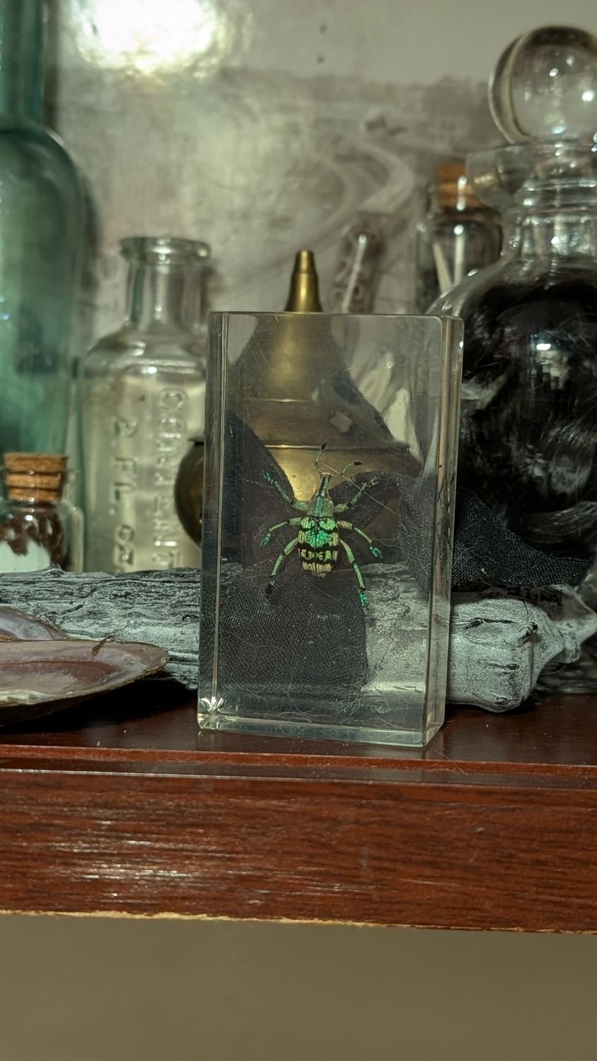 Eupholus chevrolati in resin weevil beetle