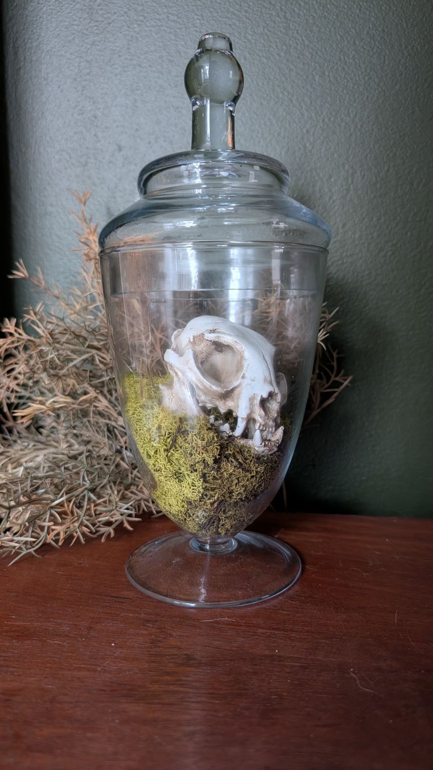 Glass container with cat skull - not a real skull