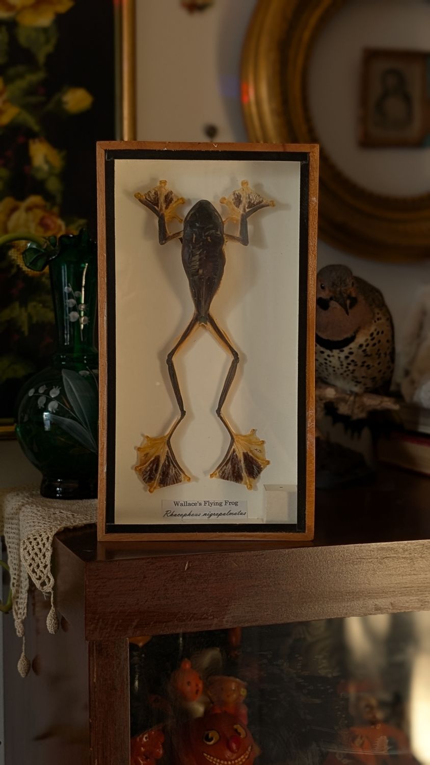 Wallace&#39;s flying frog