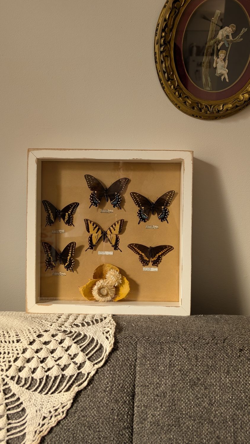 Butterflies framed with ocre background