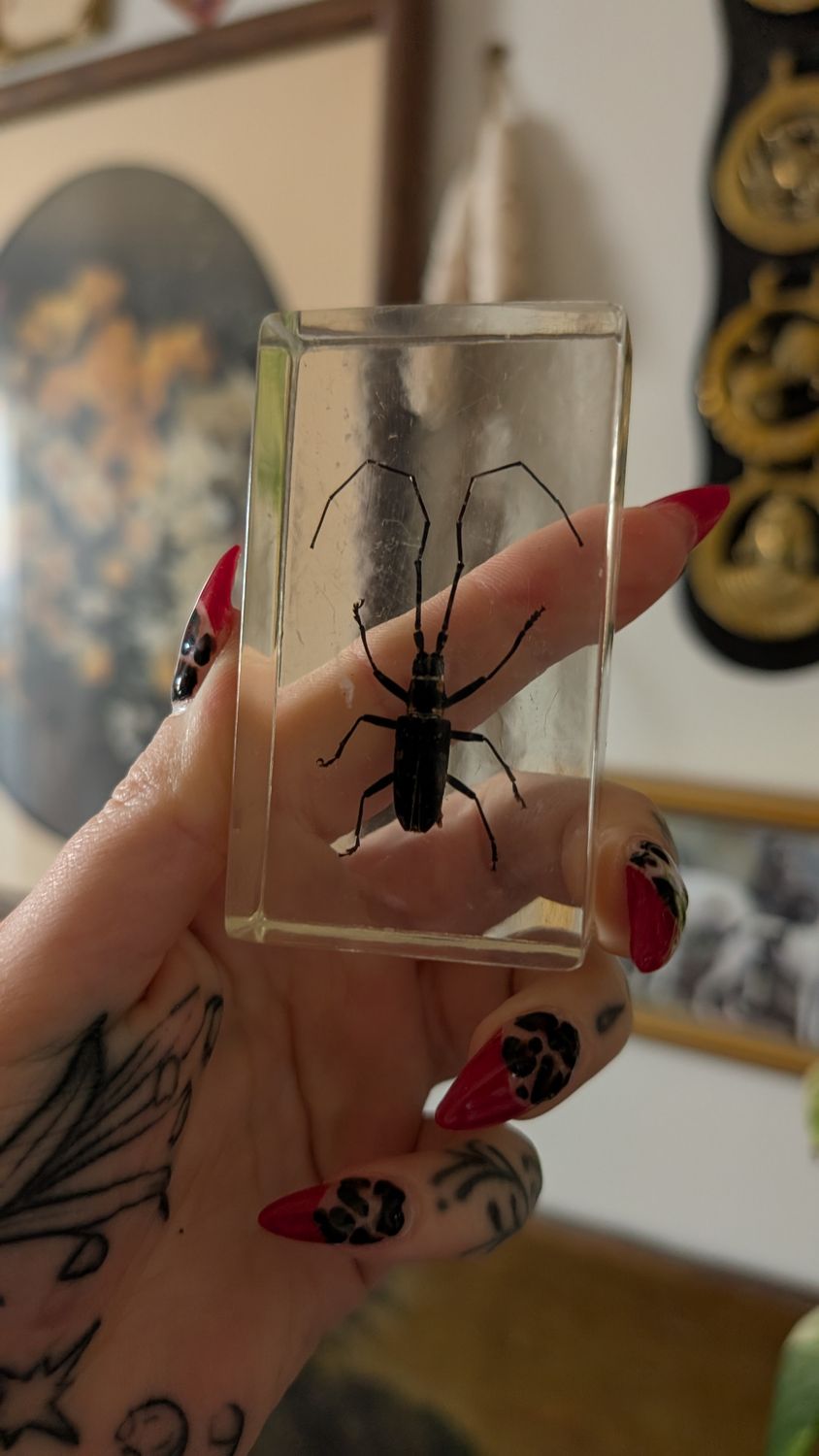Long horned beetle in resin