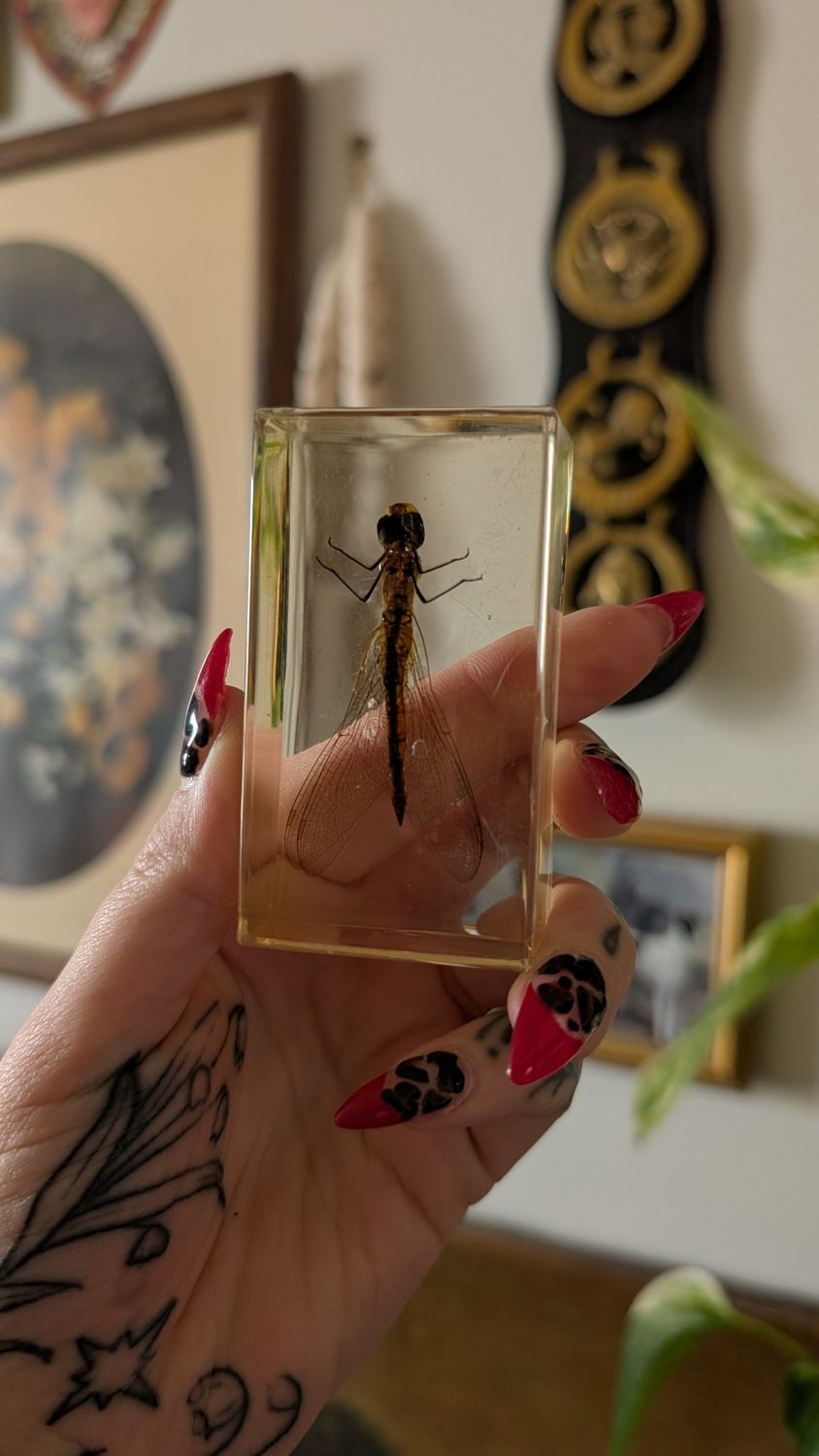 Dragonfly in resin