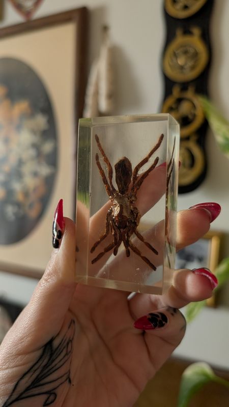 Tarantula in resin