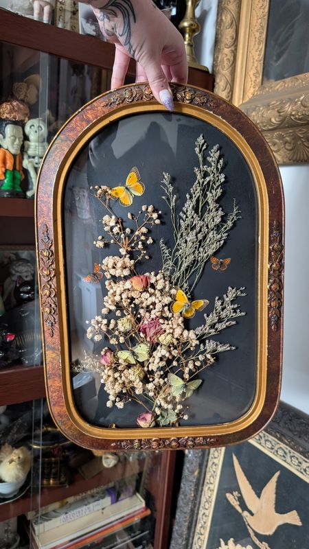 Large dried floral and preserved butterflies in antique frame