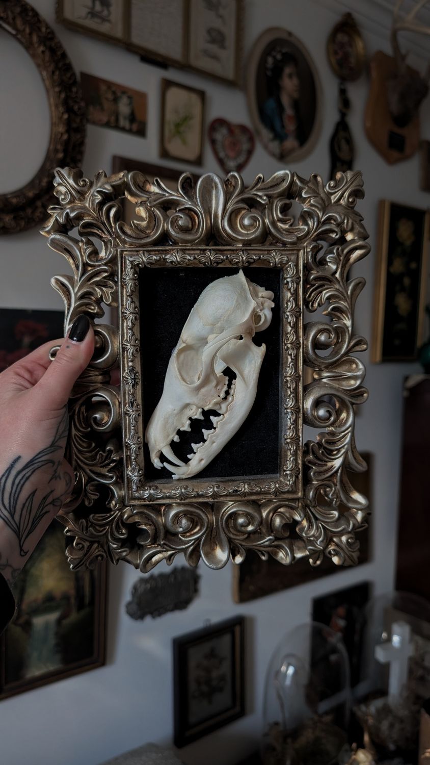 Half fox skull in ornate frame from TOCB
