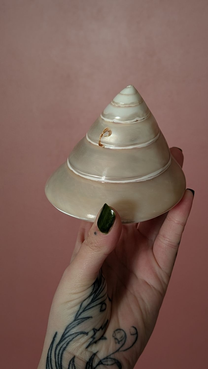 Trochius mother of pearl