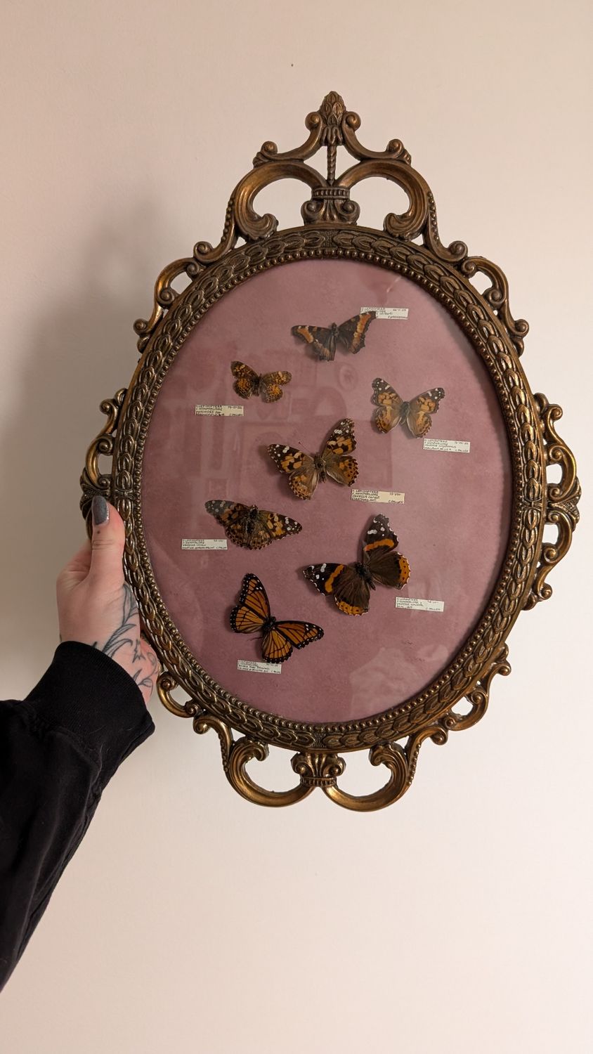 Enthomology butterflies - 1970s canadian specimens