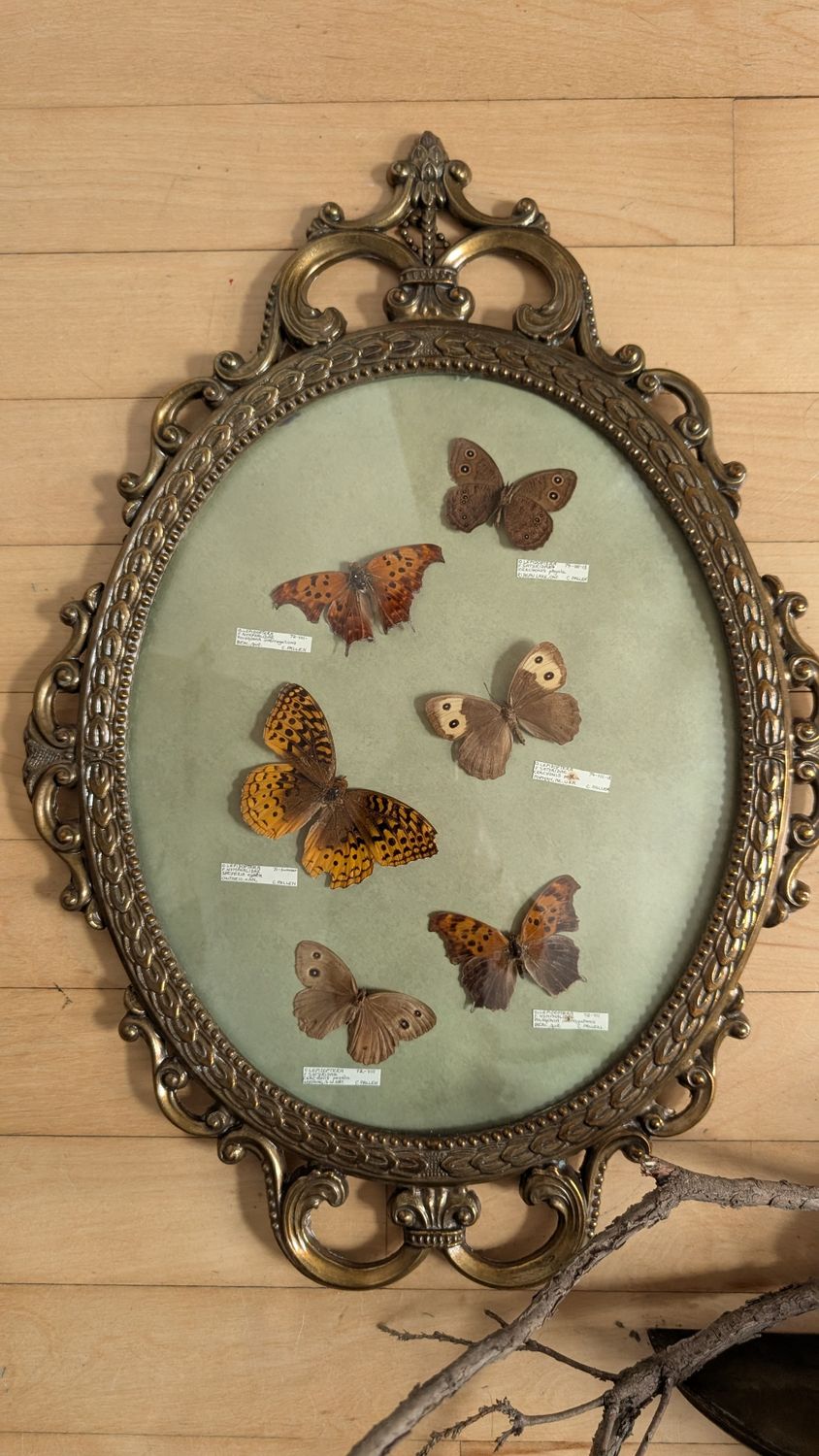 Enthomology - vintage butterflies green 1970's