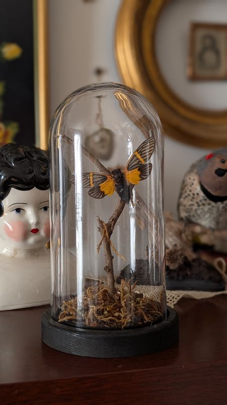 Becquartina electa moth in dome