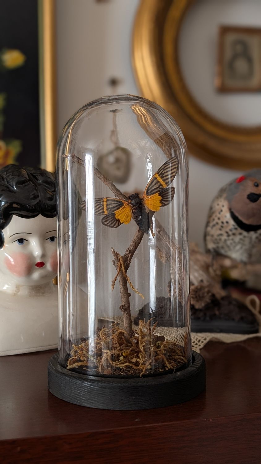 Becquartina electa moth in dome