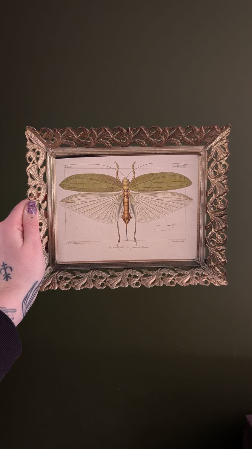 Antique color litho - feuille de nérium