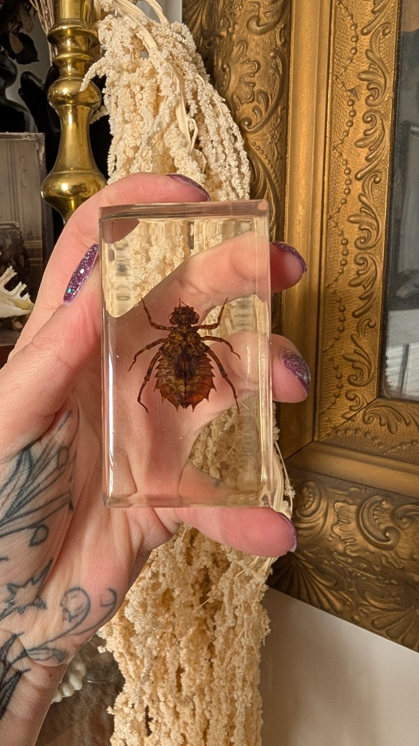 Dragonfly larvae in lucite