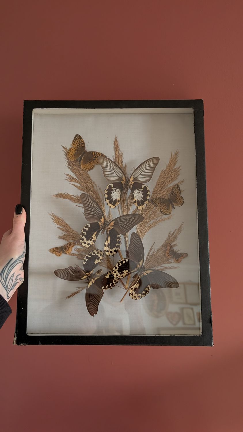 Large butterfly frame in shadow box