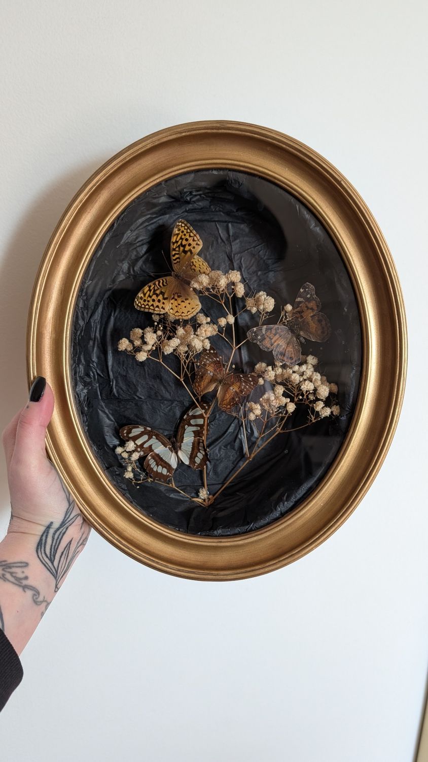 Vintage butterfly shadowbox 1