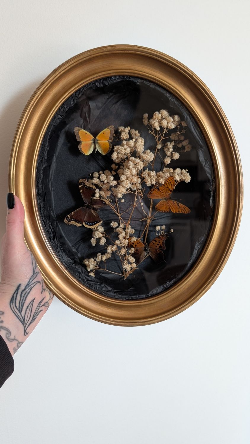 Vintage butterfly shadowbox 2