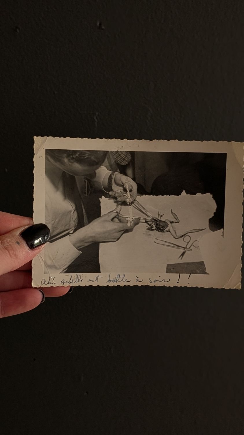 Dissection real photo