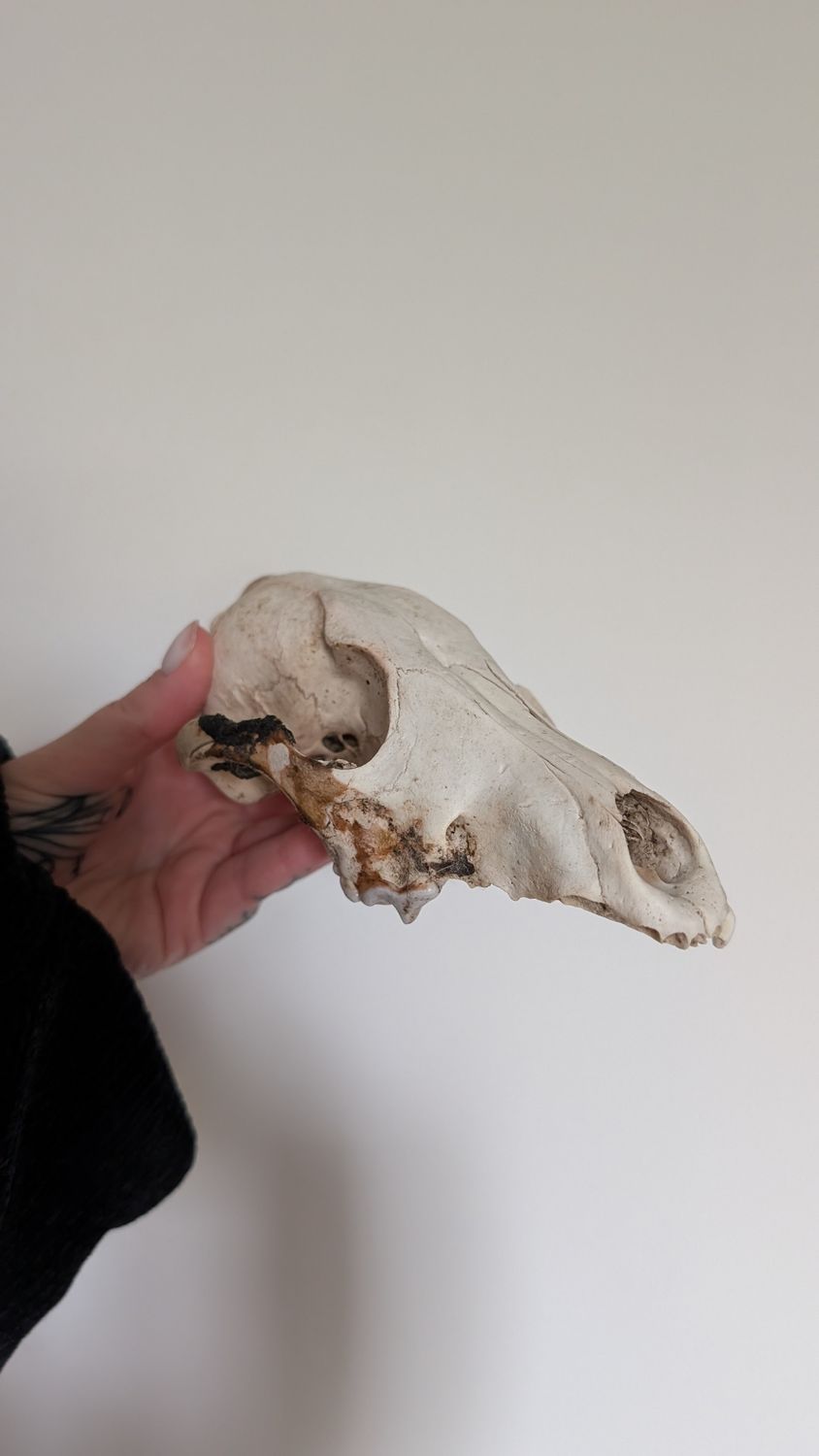 Coyote skull 2