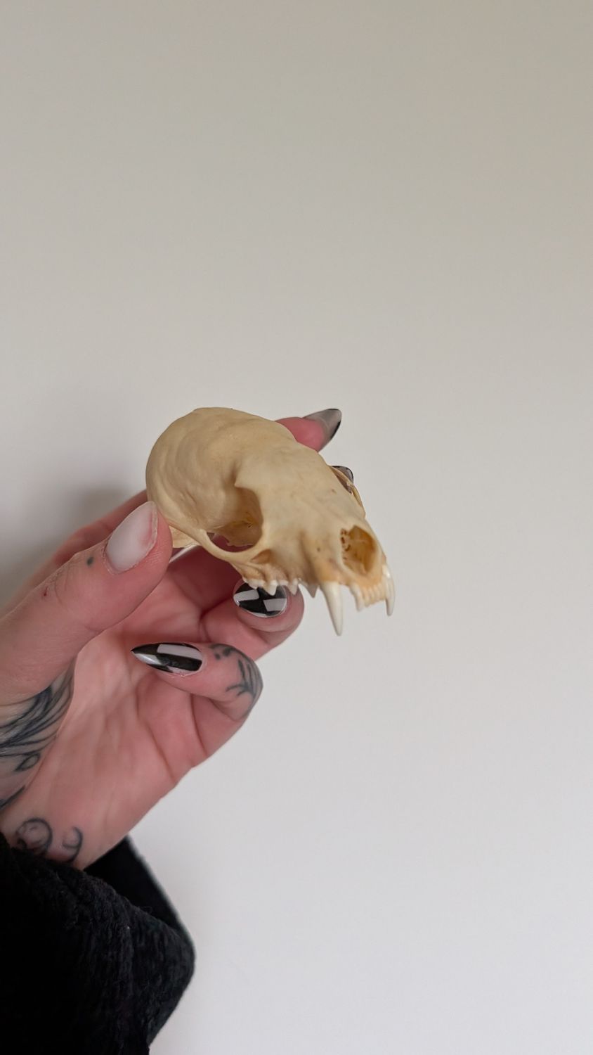 Minx skull