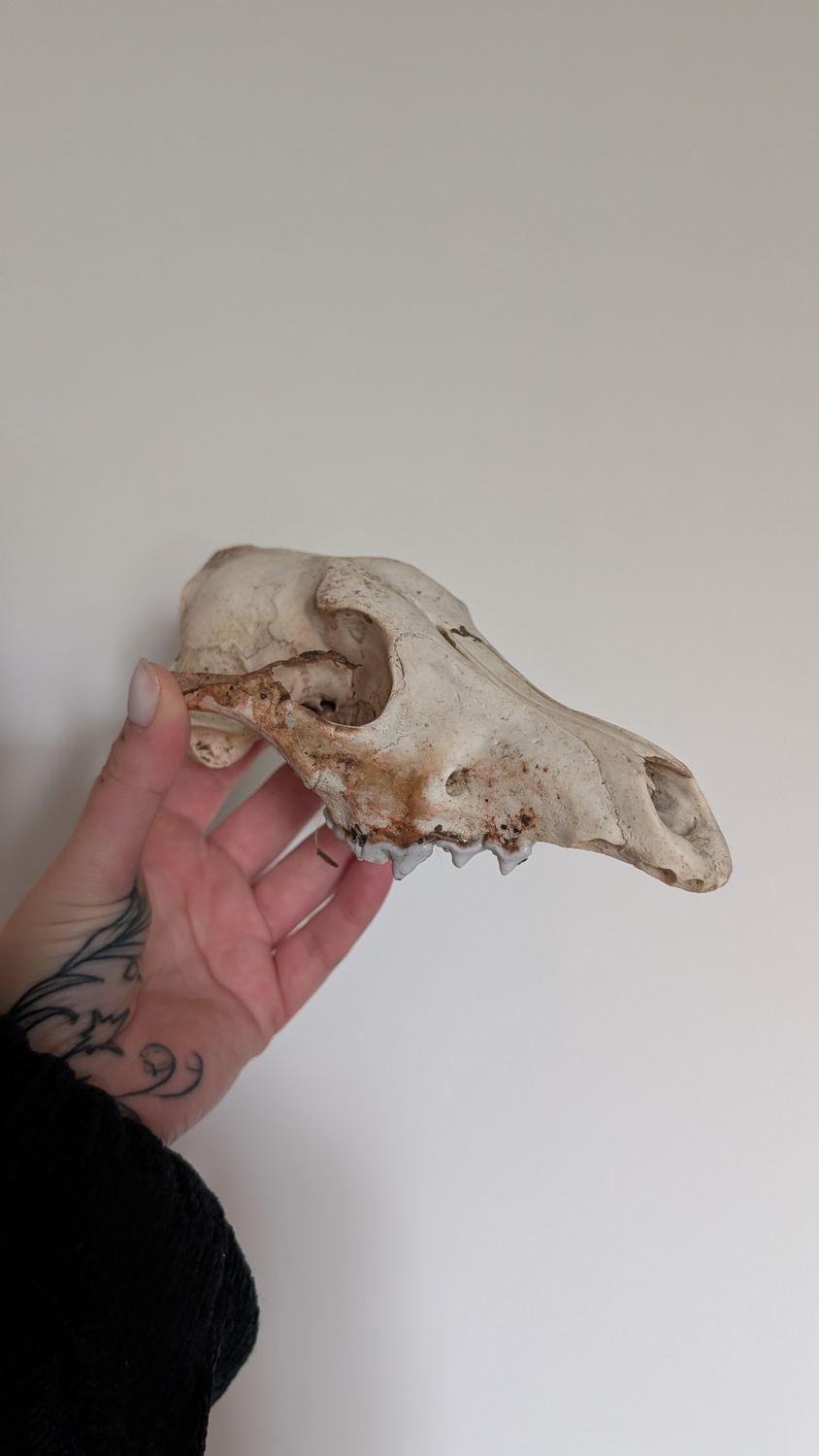 Coyote skull 1
