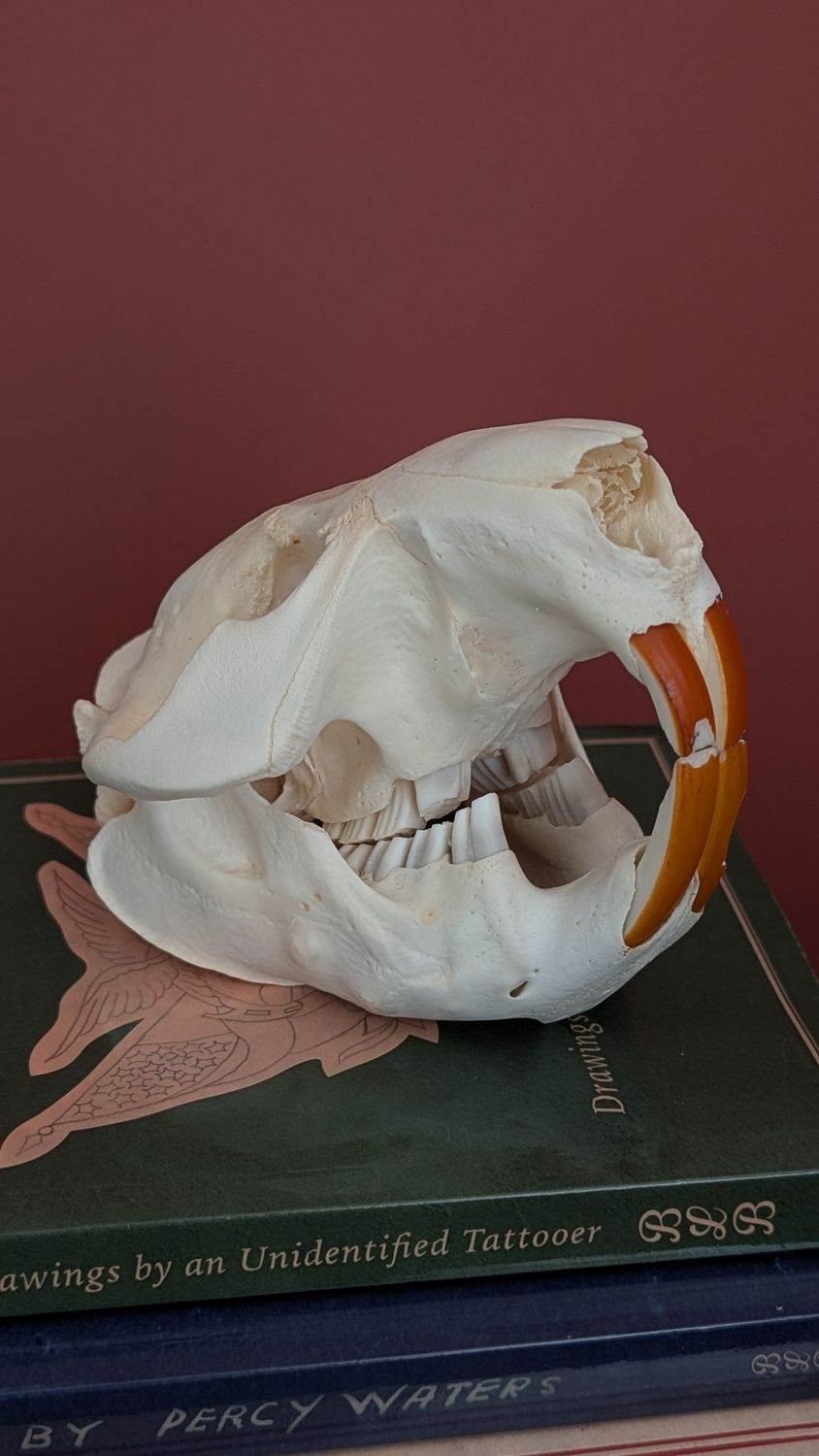 Beaver skull
