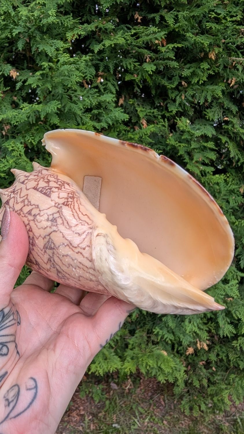 Voluta cymbiola imperialis sea shell robinsona antique conch wave beach
