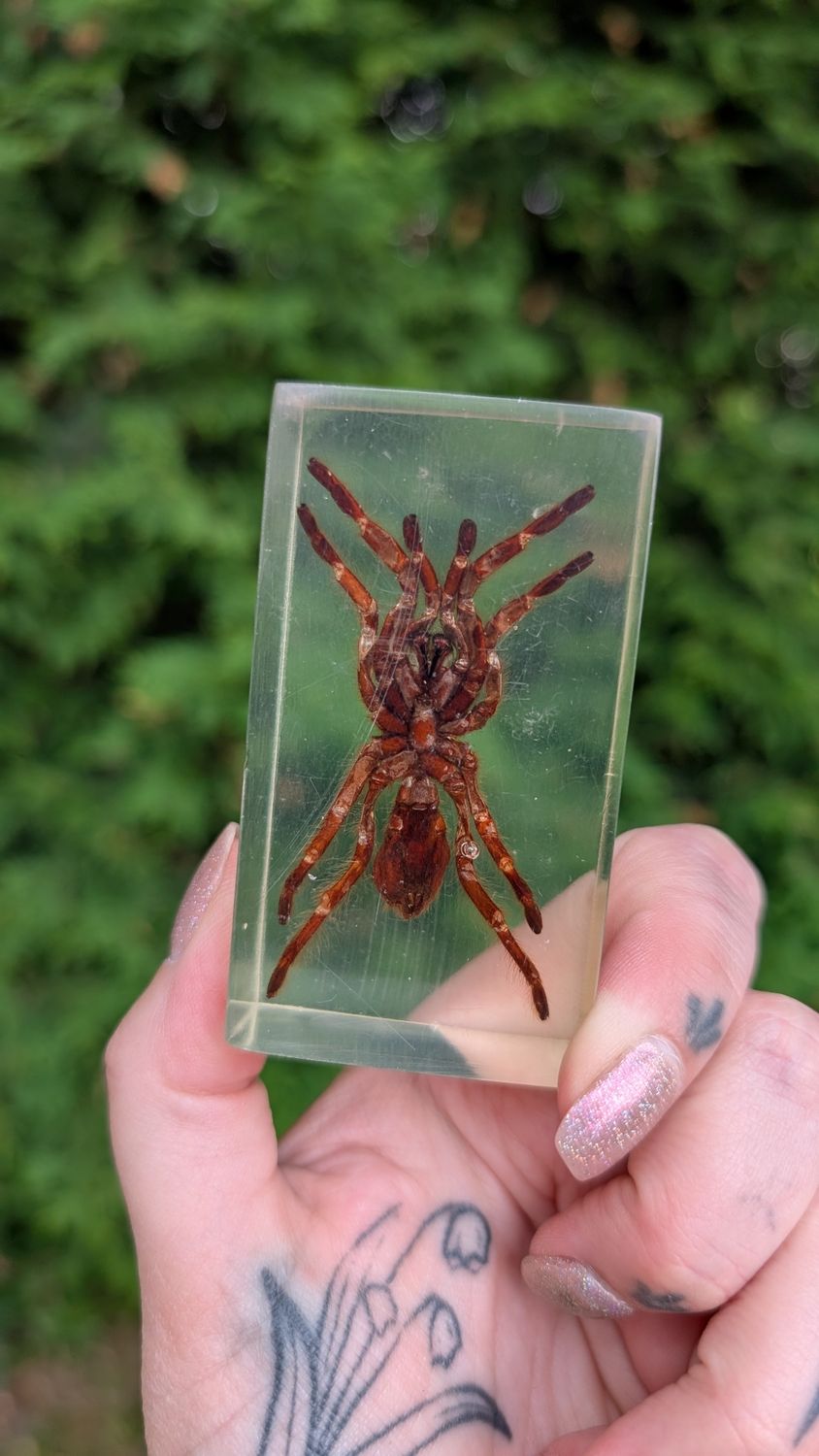 Tarantula in resin