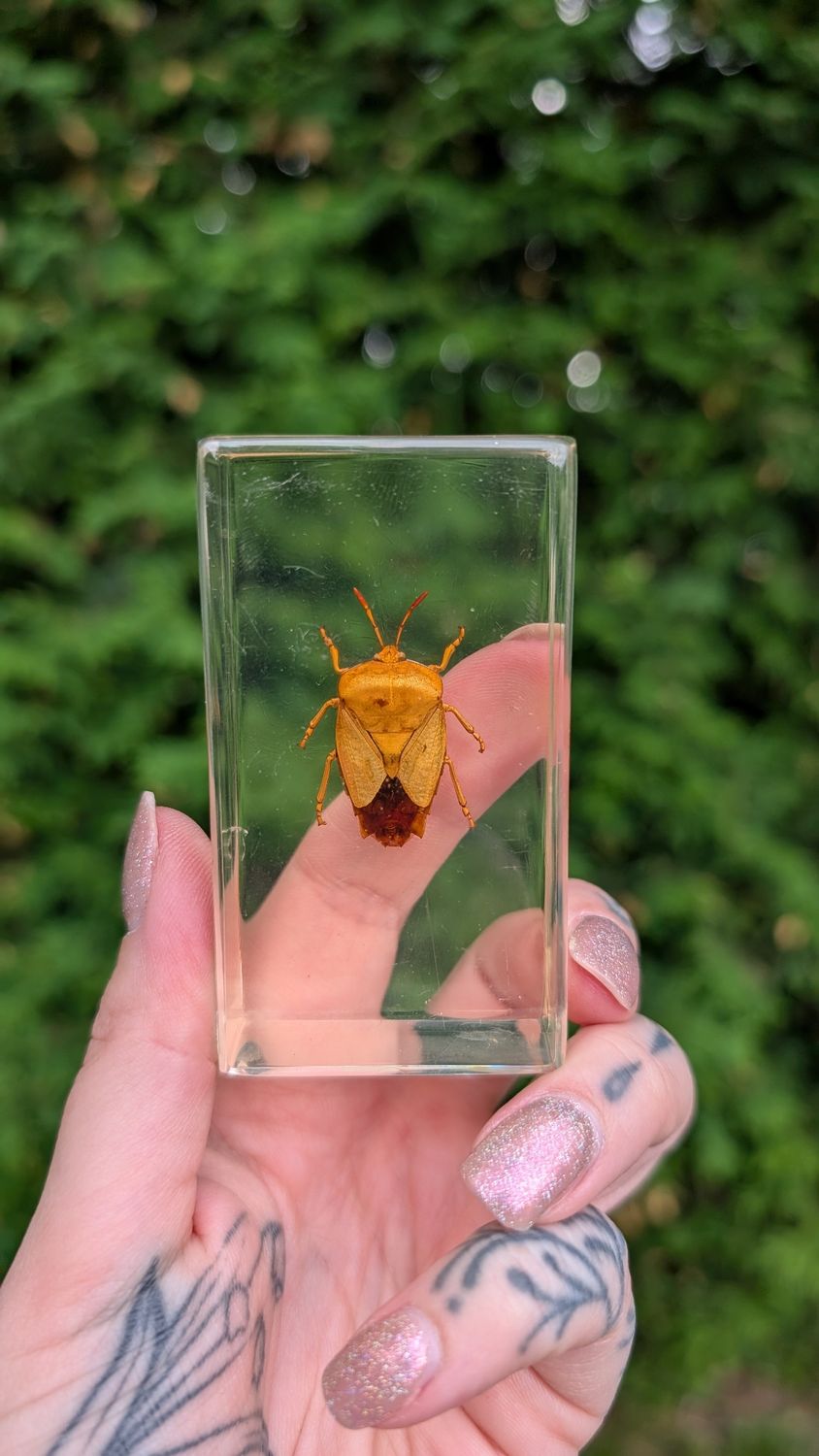 Tessaratomidae in resin