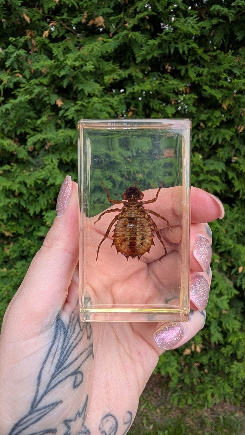 Dragonfly larvae in resin