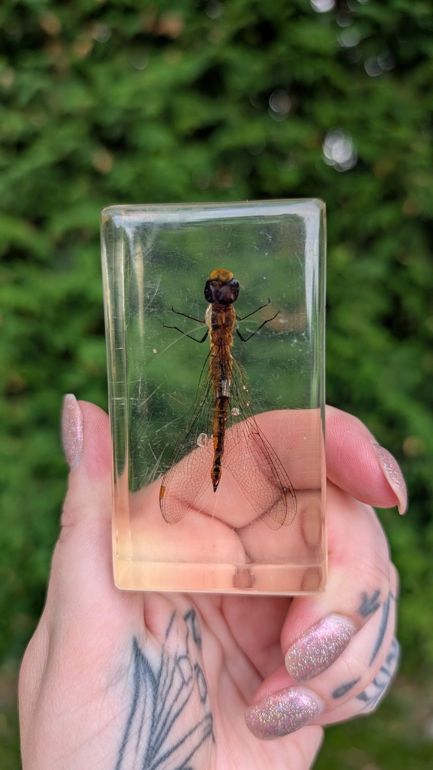 Dragonfly in resin