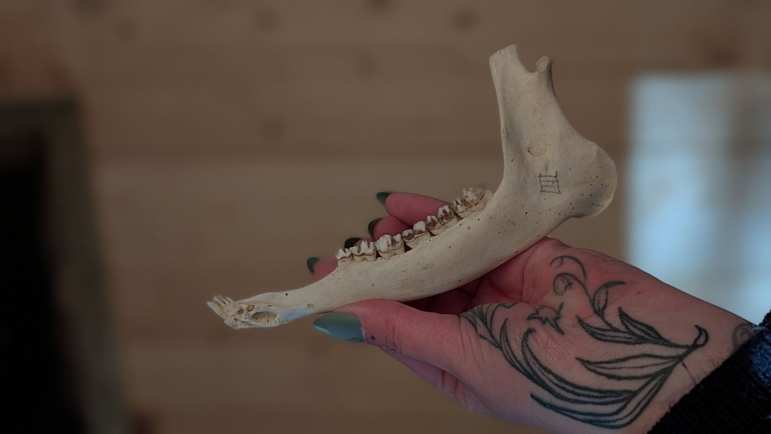 Animal jaw