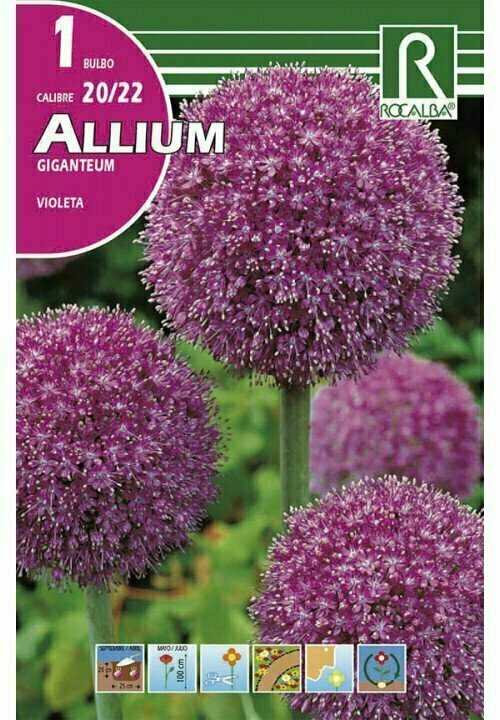 ALLIUM GIGANTEUM -VIOLETA