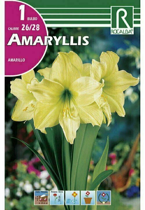 AMARYLLIS -AMARILLO