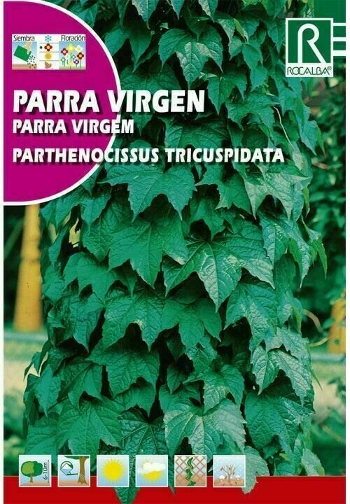 ARBOL PARRA VIRGEN